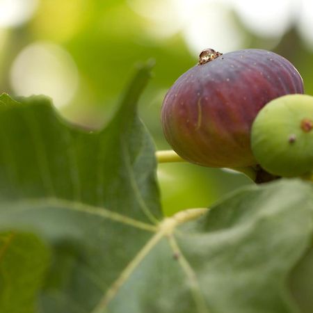 Parco Degli Aranci Panzió Cutrofiano Kültér fotó